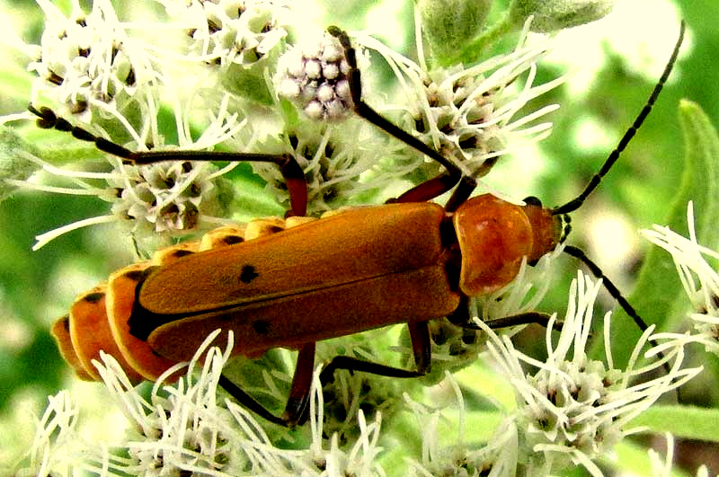 Soldier Beetle, CHAULIOGNATHUS DISCUS