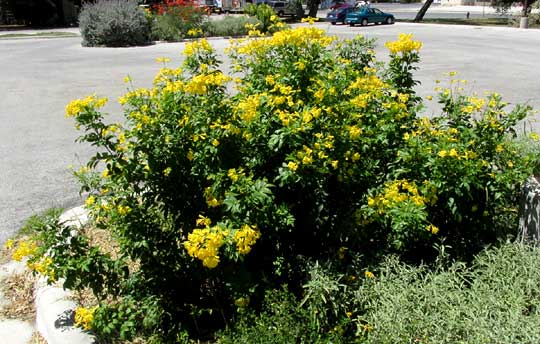 Yellow Bells, TECOMA STANS, cultivar