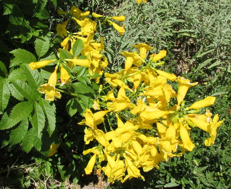 Yellow Bells, TECOMA STANS, bushy cultivar flowers & leaves