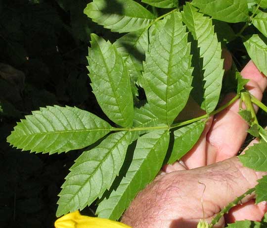 Yellow Bells, TECOMA STANS, bushy cultivar compound leaf