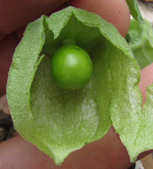 Smallflower Groundcherry, PHYSALIS CINERASCENS, immature berry in torn-open husk