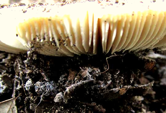 Destroying Angel, AMANITA BISPORIGERA, spores on ground beneath cap