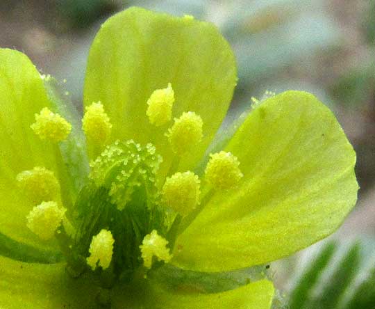 Puncturevine, TRIBULUS TERRESTRIS, flower