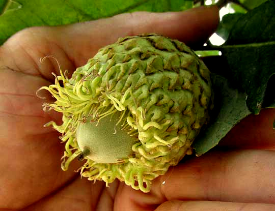 Burr Oak, QUERCUS MACROCARPA, large acorn