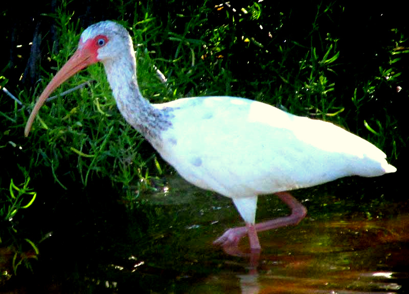 White Ibis, EUDOCIMUS ALBUS, juvenile with brown head, white body