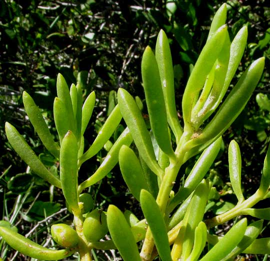 Saltwort, BATIS MARITIMA, succulent leaves