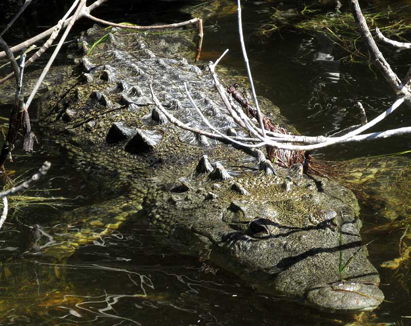 Morelet's Crocodile, CROCODYLUS MORELETII
