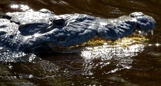 Morelet's Crocodile, CROCODYLUS MORELETII, side view of head