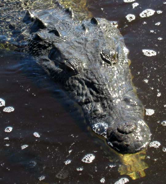 Morelet's Crocodile, CROCODYLUS MORELETII, head and neck view from above