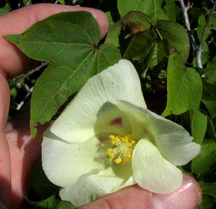 Wild Upland Cotton, GOSSYPIUM HIRSUTUM, flower & leaves