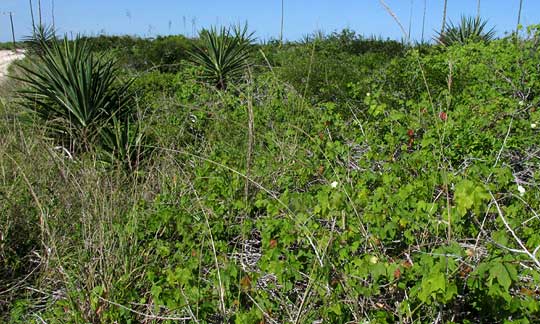 Wild Upland Cotton, GOSSYPIUM HIRSUTUM, habitat