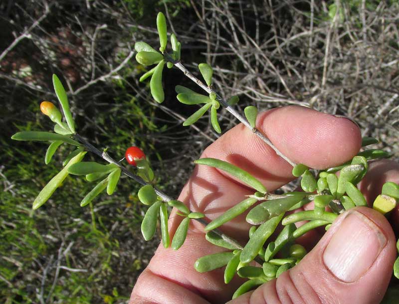Wolfberry, LYCIUM CAROLINIANUM, leaves & fruit