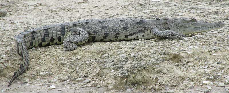 American Crocodile, CROCODYLUS ACUTUS,