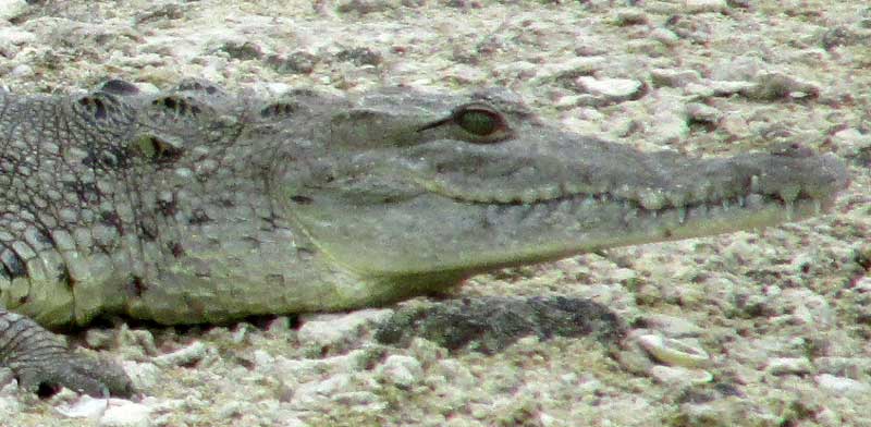 American Crocodile, CROCODYLUS ACUTUS, head
