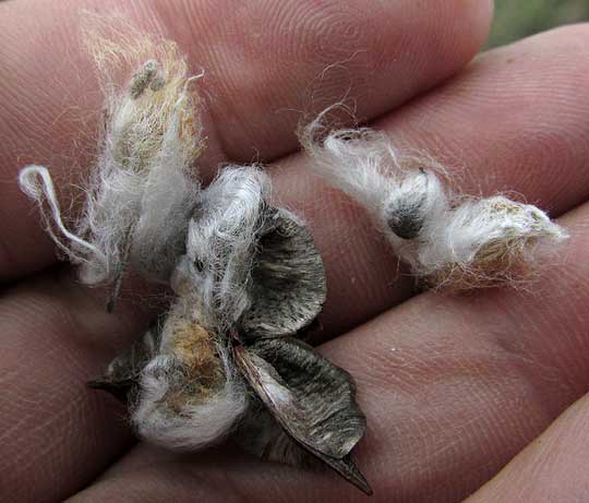 Wild Upland Cotton, GOSSYPIUM HIRSUTUM, open capsule with seed and fiber