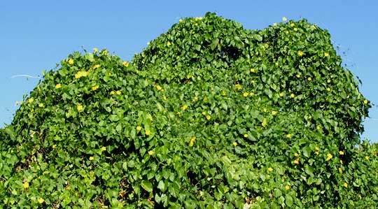 Vegetable Sponge, LUFFA CYLINDRICA, mass of vines