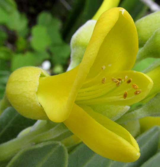 Necklacepod, SOPHORA TOMENTOSA, flower