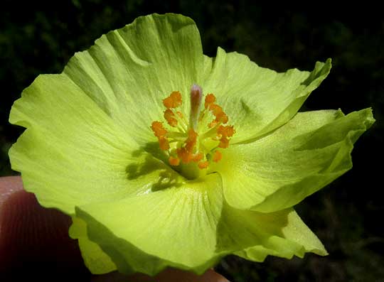 Yellow Hibiscus, CIENFUEGOSIA YUCATANENSIS, flower