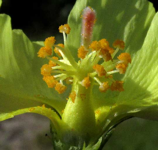 Yellow Hibiscus, CIENFUEGOSIA YUCATANENSIS, flower open to show staminal column and stigma