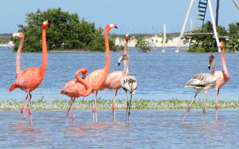 American Flamingo, PHOENICOPTERUS RUBER, white juveniles, pink adults