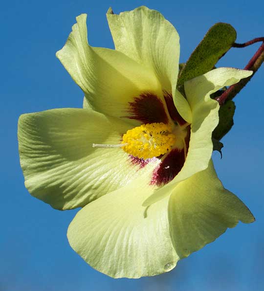 Gossypium barbadense flower, public domain image by CT Johansson of Sweden