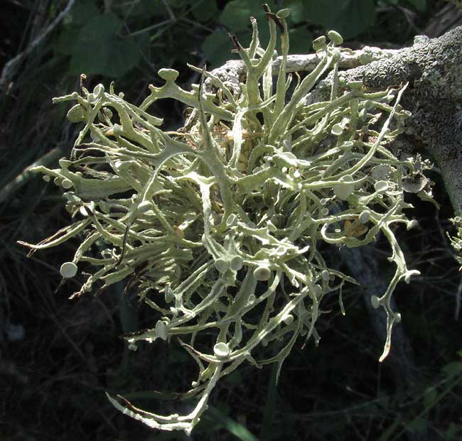 Powdery Twig Lichen, RAMALINA POLLINARIA