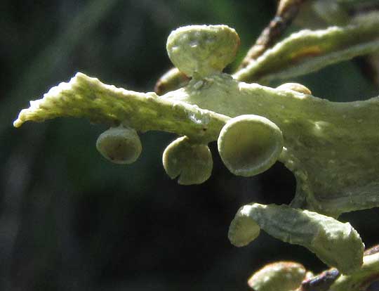 Powdery Twig Lichen, RAMALINA POLLINARIA, thallus and apothecia