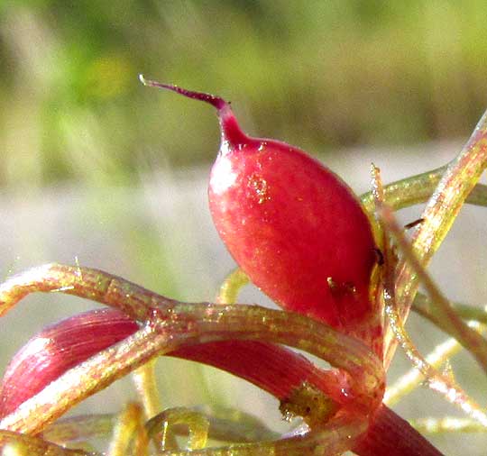 Tropical Hornwort, CERATOPHYLLUM SUBMERSUM, red fruit