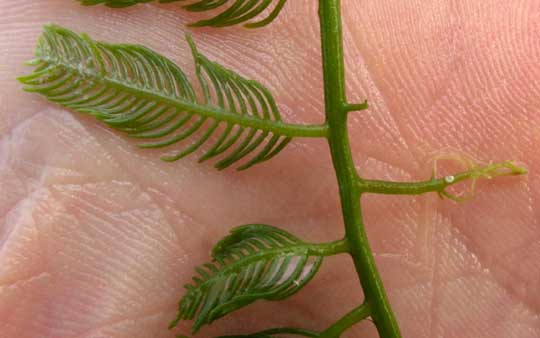 Green Feather Alga, CAULERPA SERTULARIOIDES, fronds & rhizoids