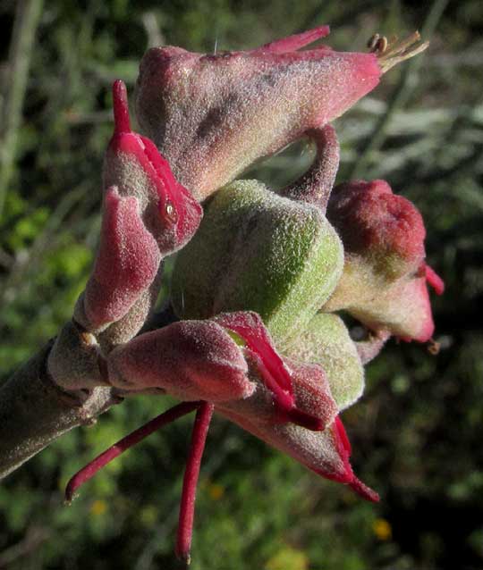 Slipper Spurge, EUPHORBIA PERSONATA, flower