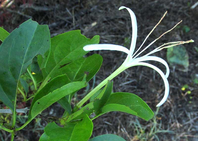 Princewood, EXOSTEMA CARIBAEUM, leaves & flower