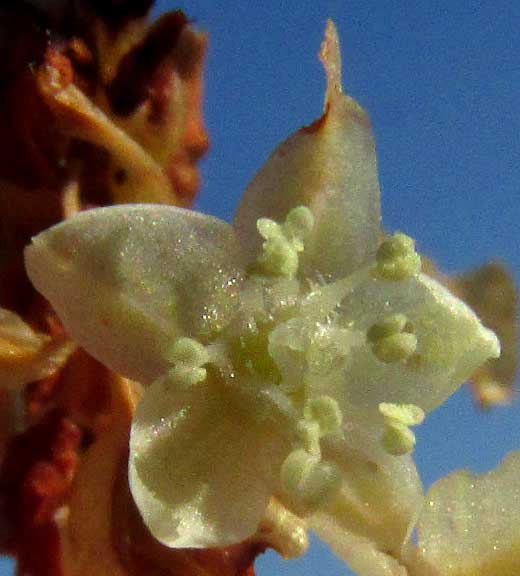 NEOMILLSPAUGHIA EMARGINATA, flower