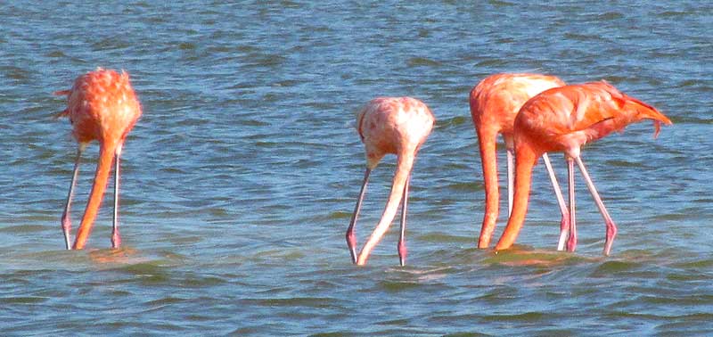American Flamingo, PHOENICOPTERUS RUBER, feeding