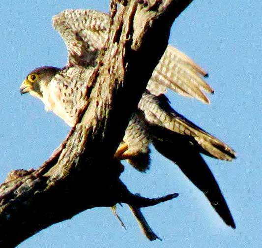 Peregrine Falcon, FALCO PEREGRINUS