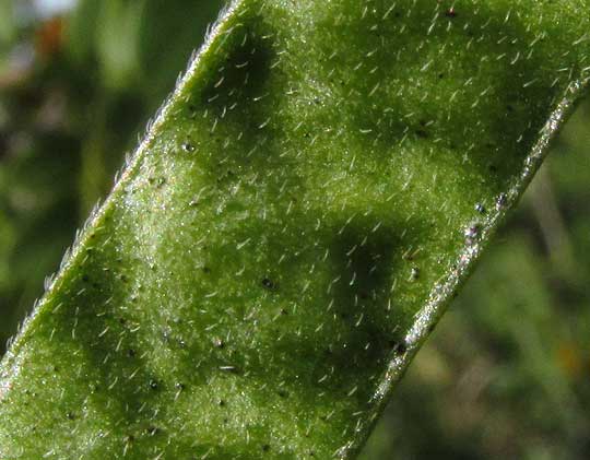 Twin-flowered Cassia, SENNA PALLIDA, part of hairy legume