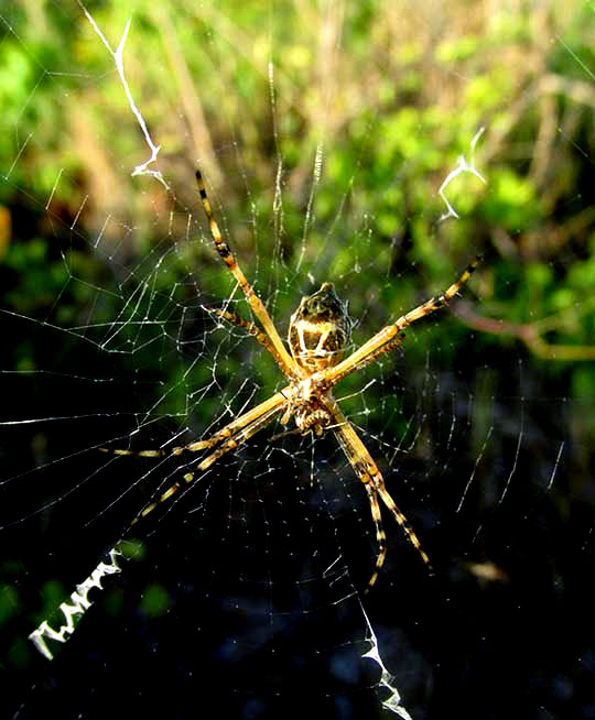 Silver Garden Spider, ARGIOPE ARGENTATA, in web
