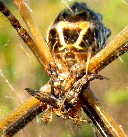 Silver Garden Spider, ARGIOPE ARGENTATA, ventral, feeding on mosquito