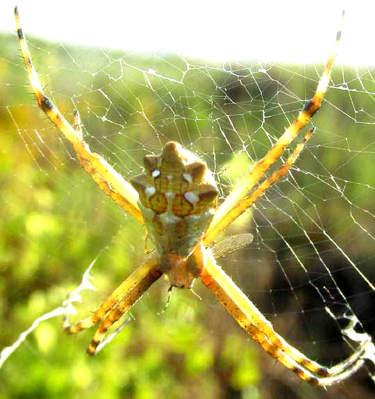 Silver Garden Spider, ARGIOPE ARGENTATA, dorsal view