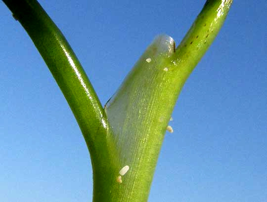 Manatee Grass, SYRINGODIUM FILIFORME, auricle at base of cylindrical leaf