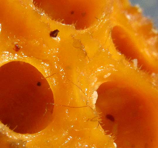 Orange Ball Sponge, CINACHYRELLA ALLOLADA, close-up