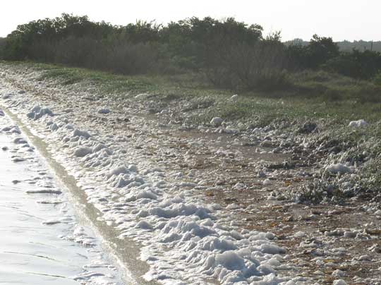 sea foam littering beach