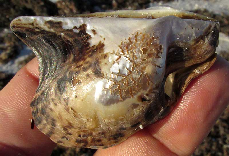 Atlantic Winged Oyster, PTERIA COLYMBUS, shell