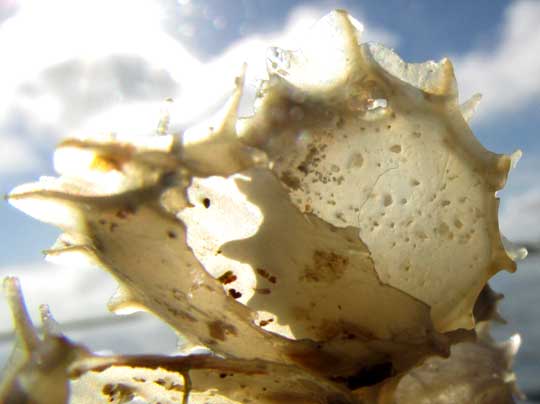 section of Pear Whelk egg case, BUSYCOTYPUS SPIRATUS