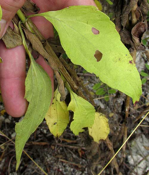  Black Mangrove, AVICENNIA GERMINANS, leaves