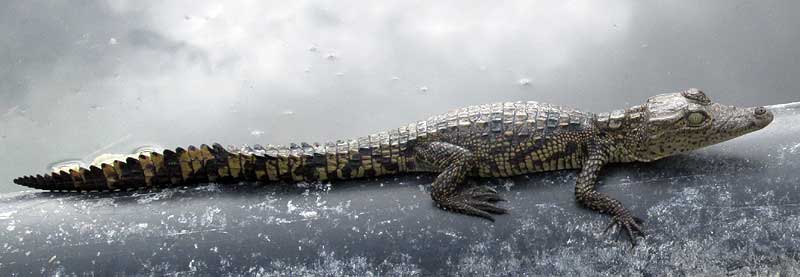 Morelet's Crocodile, CROCODYLUS MORELETII, juvenile