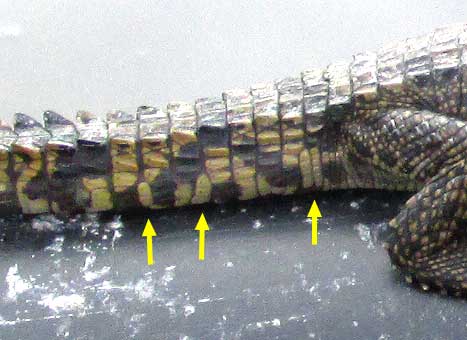 Morelet's Crocodile, CROCODYLUS MORELETII, scales behind leg
