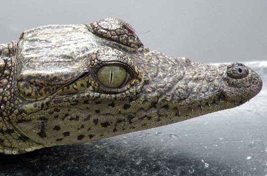 Morelet's Crocodile, CROCODYLUS MORELETII, juvenile head