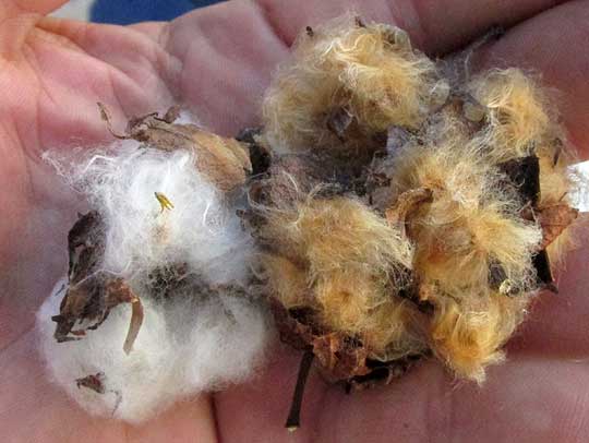 Wild Upland Cotton, GOSSYPIUM HIRSUTUM, white & brown fibers