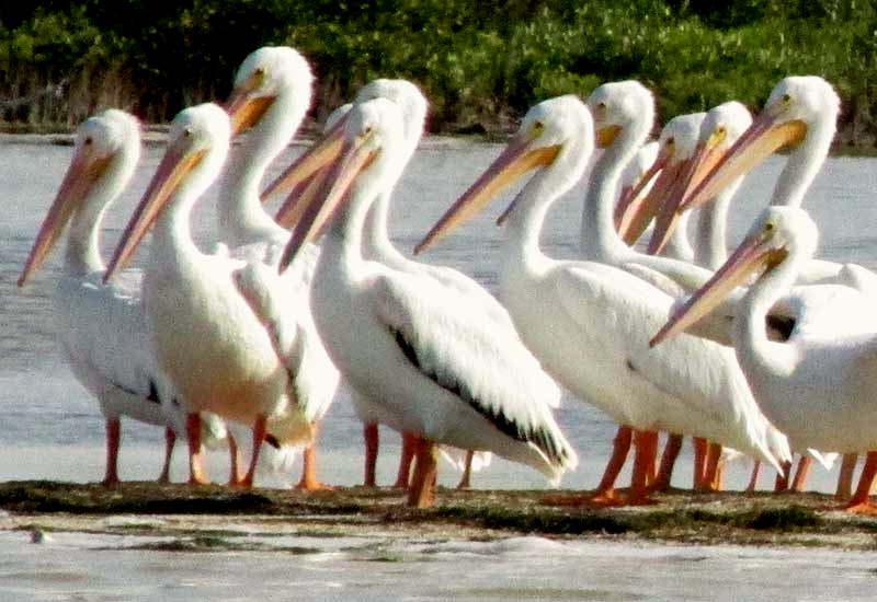 American White Pelican, Pelecanus erythrorhynchos, loafing on mudbar