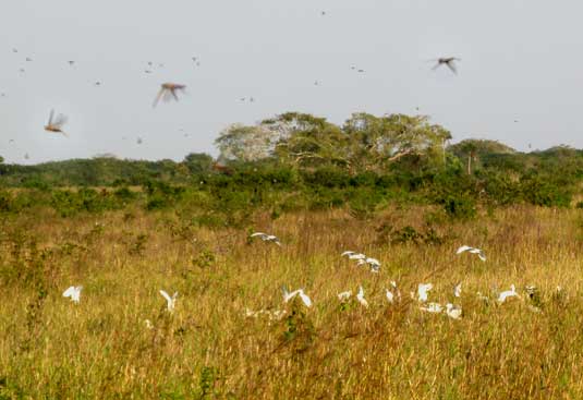 Cattle Egrets feeding on swarming locusts